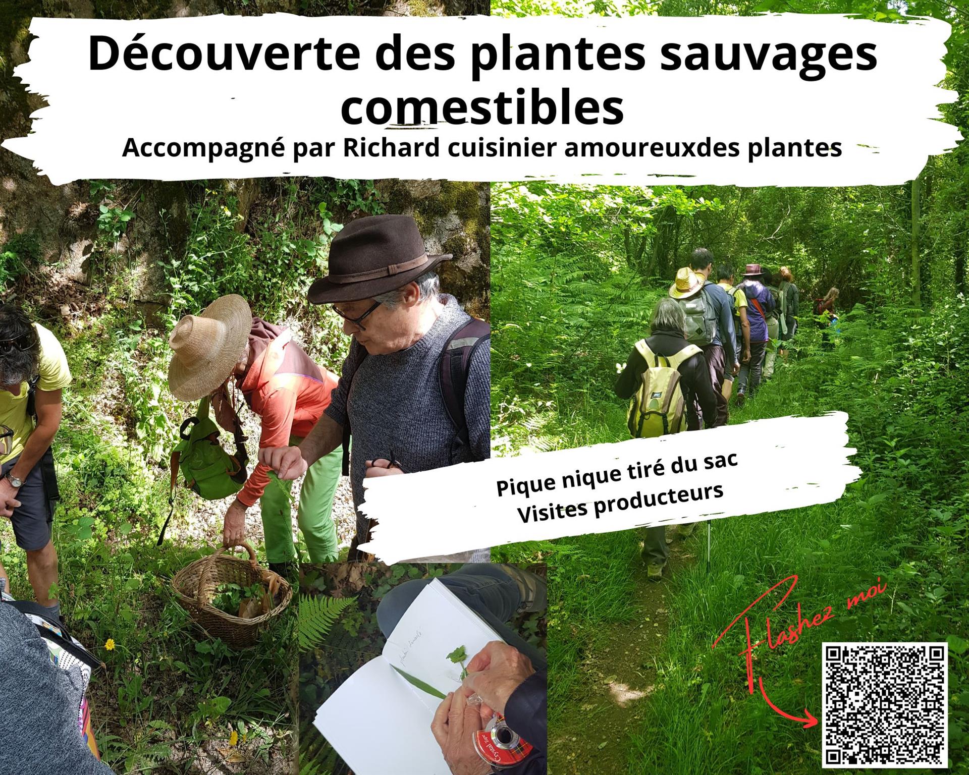 Randonnées découverte des plantes sauvages comestibles