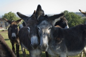 LES ANES D'AUTAN LES ANES D'AUTAN