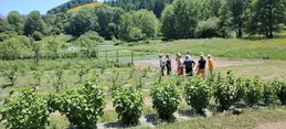33-biocoop-castres-randonee-plantes-sauvages-comestibles-23.webp