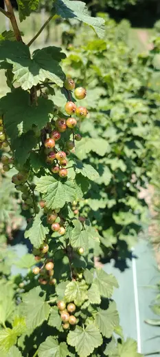 33-biocoop-castres-randonee-plantes-sauvages-comestibles-24.webp