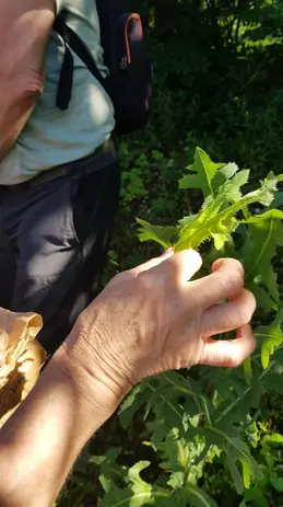 33-randonne-decouverte-plantes-sauvages-albine-16-min.webp
